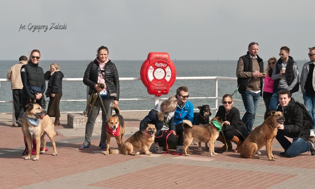 Psy nad morzem / Fot. Grzegorz Zaleski